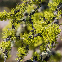 chypre perfume notes